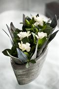 گاردنیا